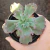 Echeveria Gibb. Noway