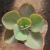 Echeveria Gibb. H. Mandala Rosa