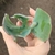 Echeveria Gibb. Bumps Sem Raiz