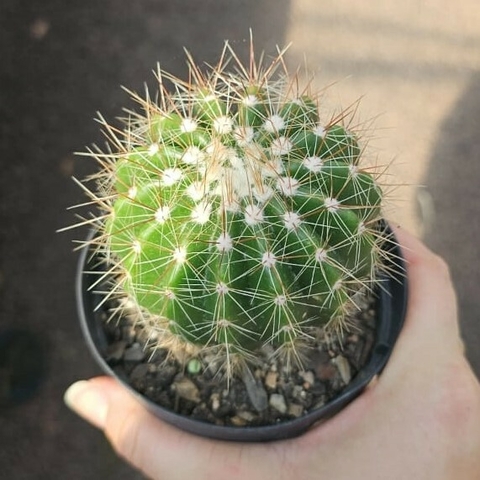 Notocactus Purpureus