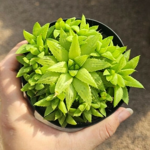 Haworthia Turgida Var. Caestitosa - comprar online