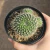 Rebutia Fiebrigii Vermelha