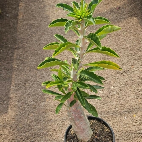 Pachypodium Saundersii