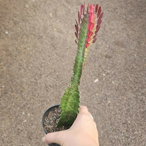 Euphorbia Trigona