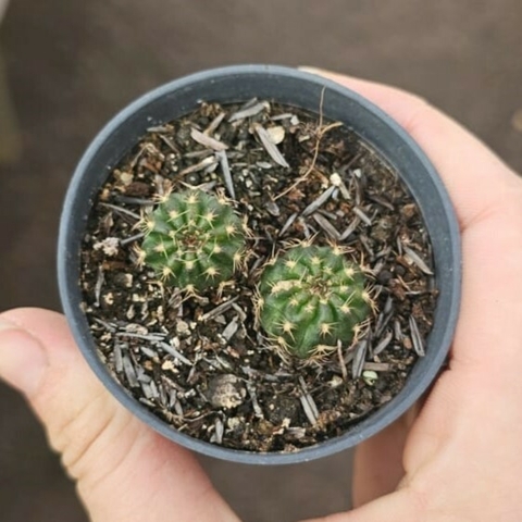 Lobivia Vermelha
