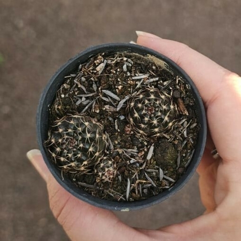 Lobivia Amarela