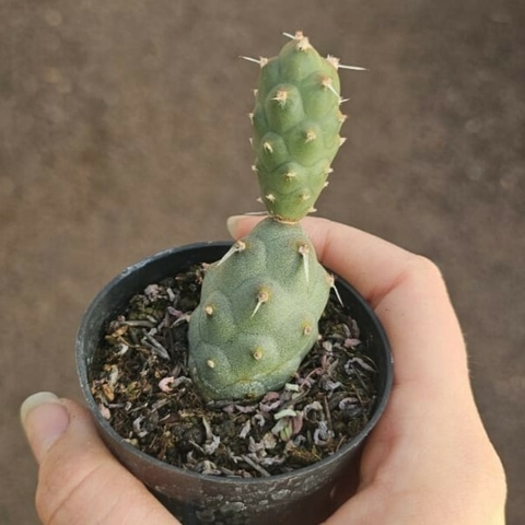 Tephrocactus Articulatus