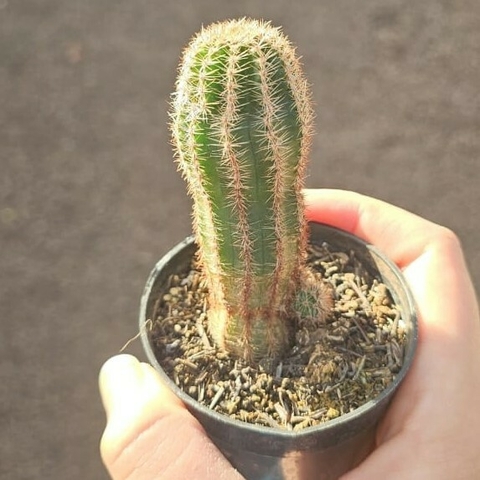Echinopsis Chamaelobivia