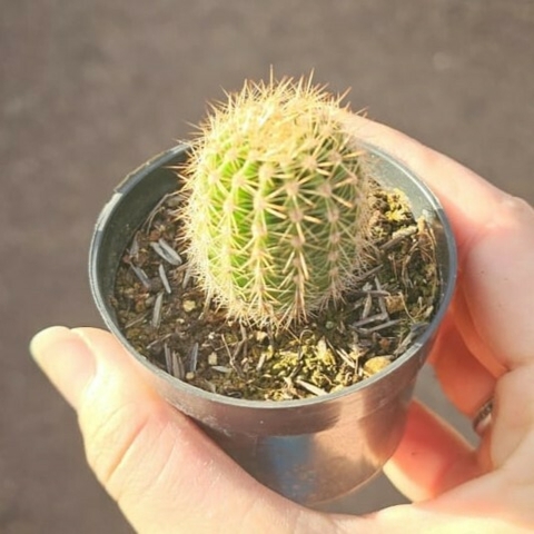 Echinopsis Flor Colorida
