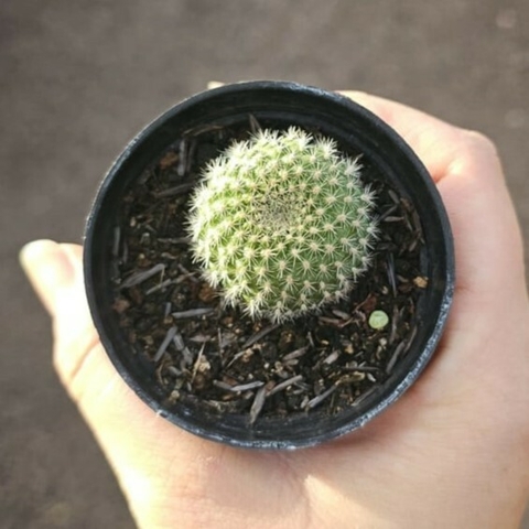 Rebutia Krainziana Vermelha