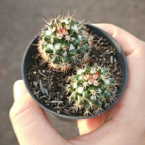 Mammillaria Voburnensis