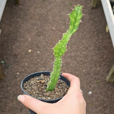 Euphorbia Pseudocactus