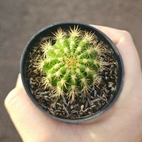 Echinopsis Calochlora - comprar online