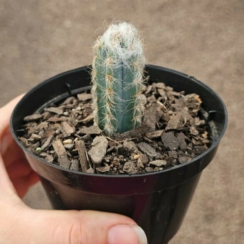 Pilosocereus Azureus Peludo