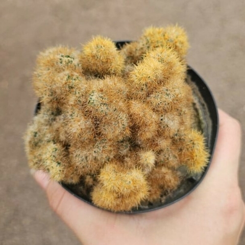 Mammillaria Prolifera Cristata