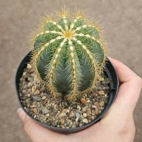 Eriocactus Magnificus