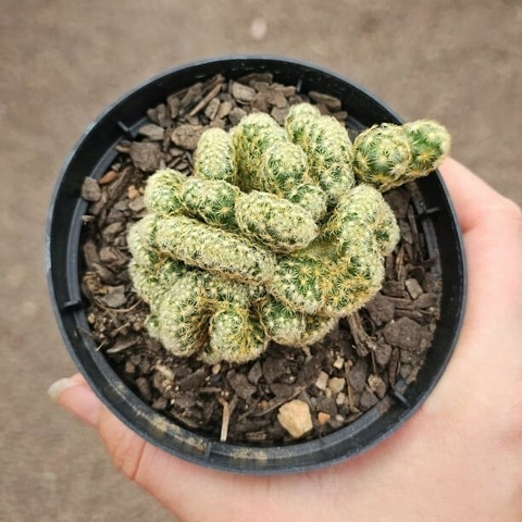 Mammillaria Elongata - Cerebro