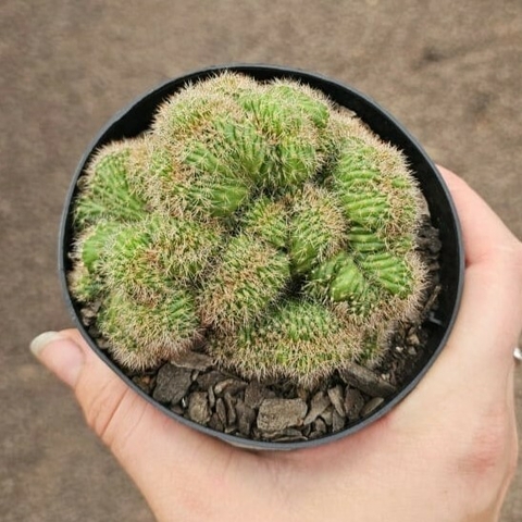Cacto Cristata