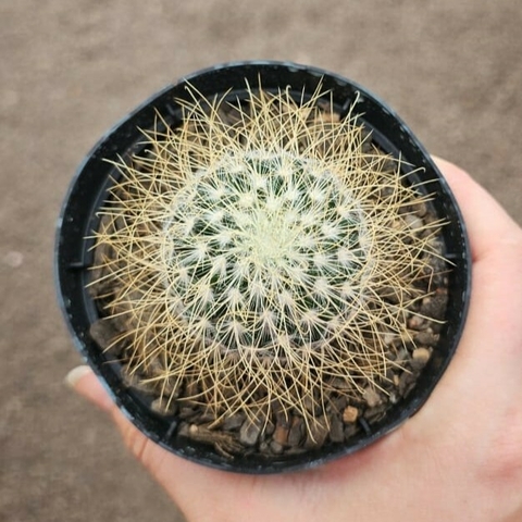 Mammillaria Lepctacantha