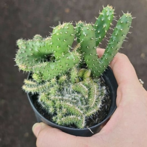 Opuntia Tuna Cristata