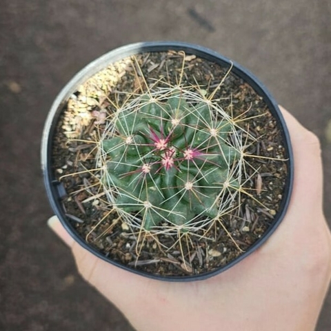 Hematocactus Hamatocanthus