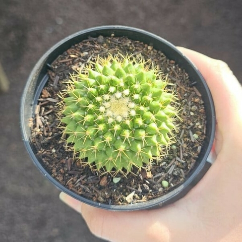 Mammillaria Marksiana