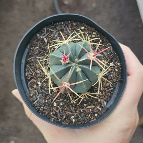 Ferocactus Macrodiscus