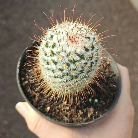 Mammillaria Bombycina