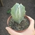 Lemaireocereus Pruinosus - comprar online
