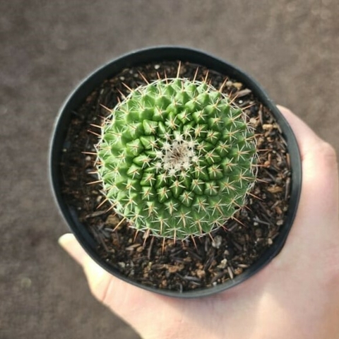 Mammillaria Mystax