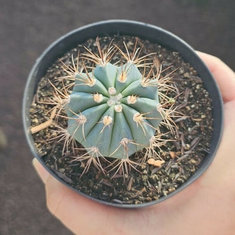 Melocactus Azureus