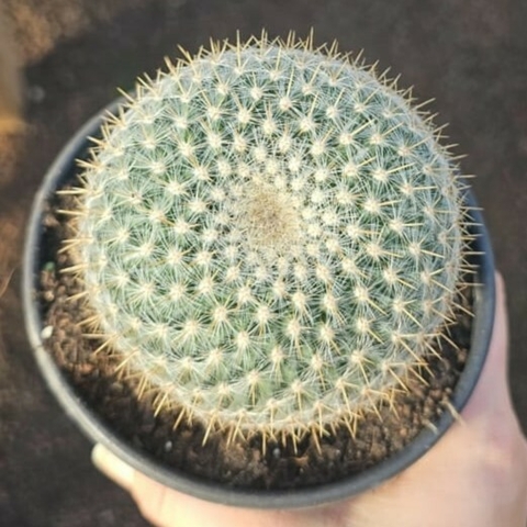 Mammillaria Hageanna Celciana