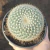 Mammillaria Hageanna Celciana