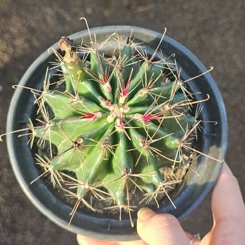 Hematocactus Setispinus