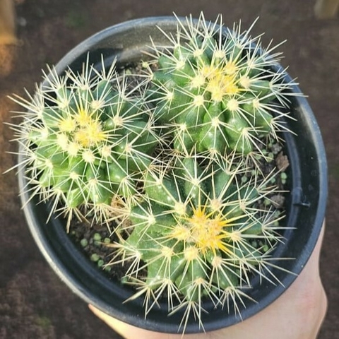 Echinocactus Grusonii Trio
