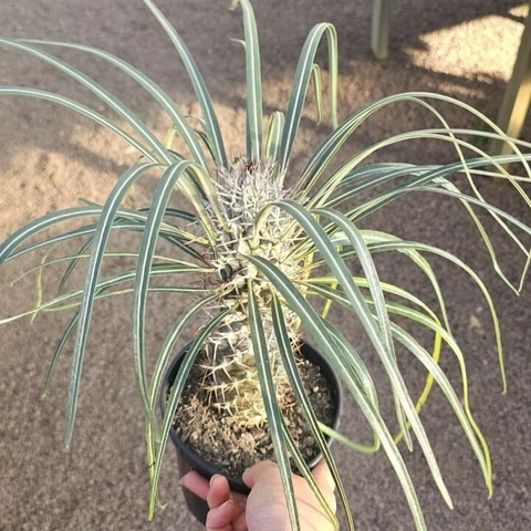 Pachypodium Geayi