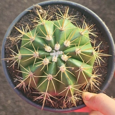 Melocactus Bahaensis Hibrído