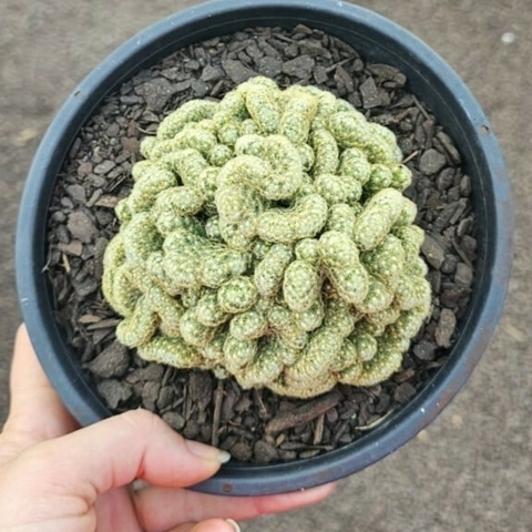 Mammillaria Elongata - Cerebro