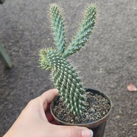 Cylindropuntia Fulgida
