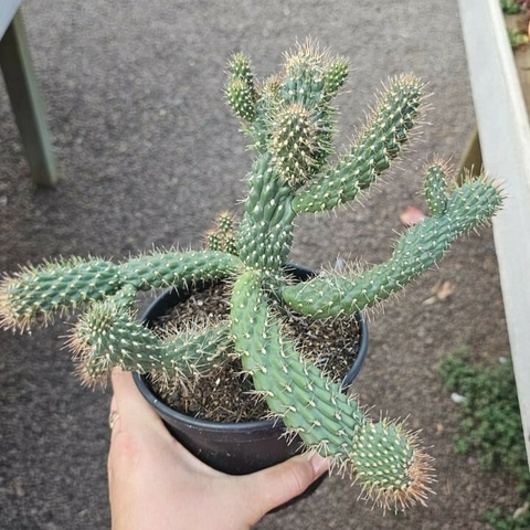 Cylindropuntia Fulgida