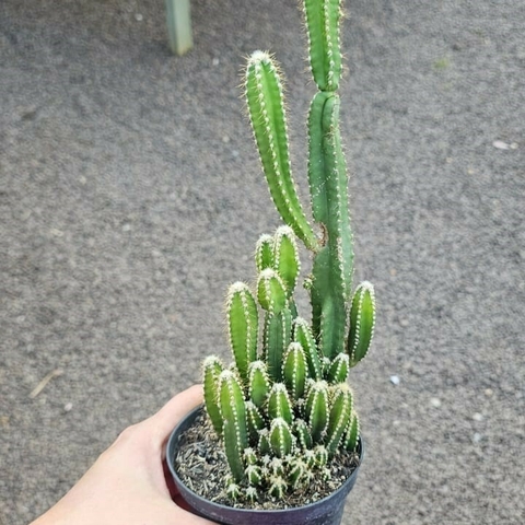Acanthocereus Tetragonus