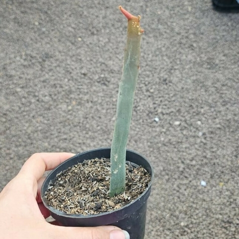 Euphorbia Enterophora