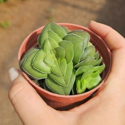 Crassula Hemisférica