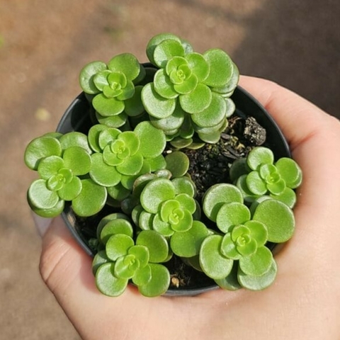 Sedum