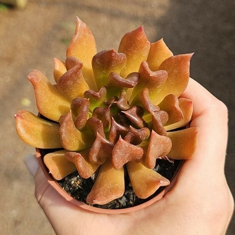Echeveria Dark Prince