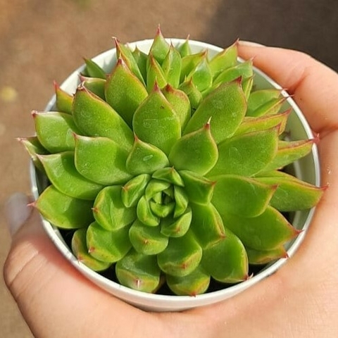 Echeveri Cimete