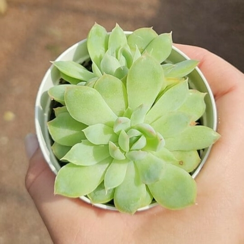 Echeveria Labios Rosados