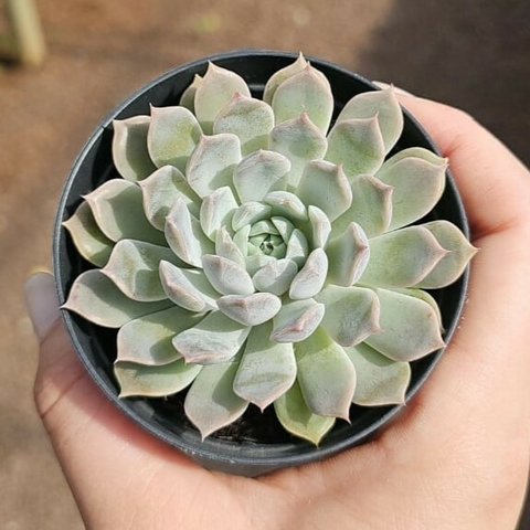 Echeveria Mary Bell - comprar online