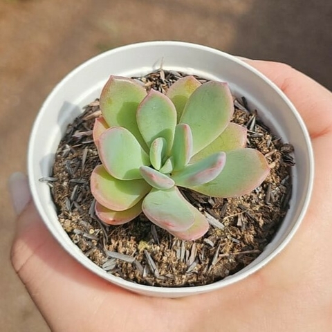 Echeveria Pink Baby - comprar online