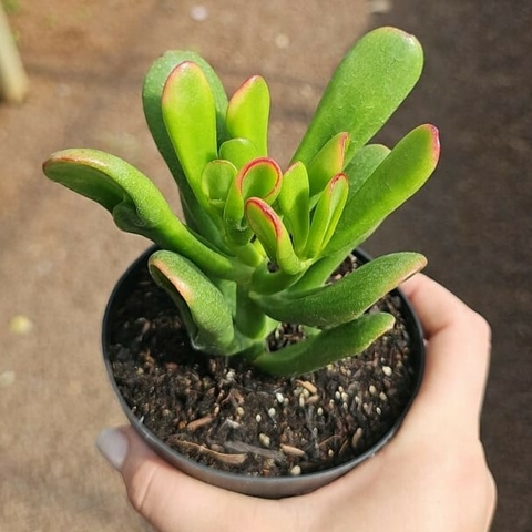 Crassula Ovata Hobbit - Orelha de Fiona